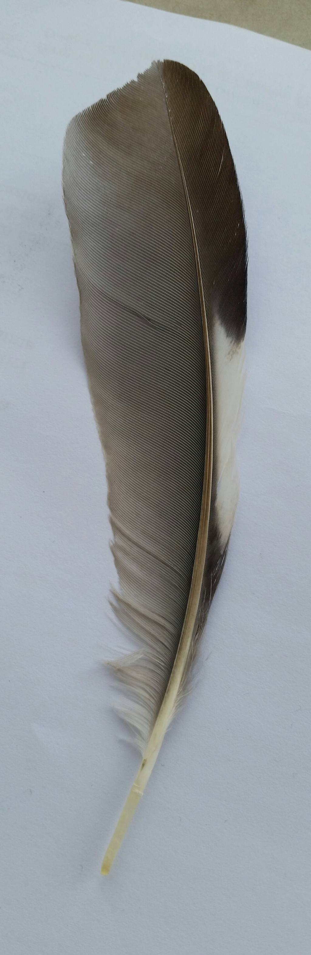 Penna di ghiandaia?  S� !